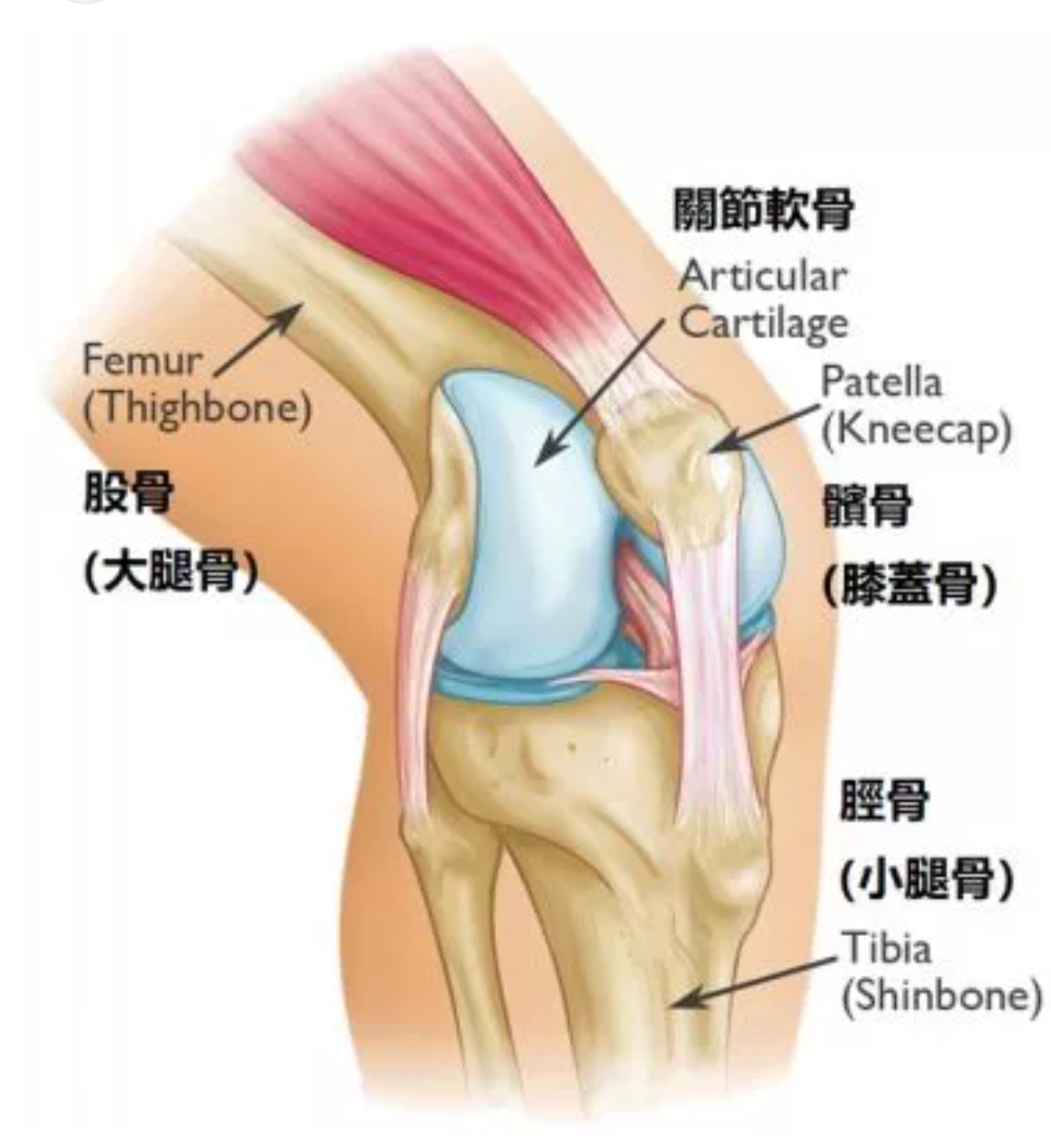 Read more about the article 膝蓋疼痛的新視角(1)